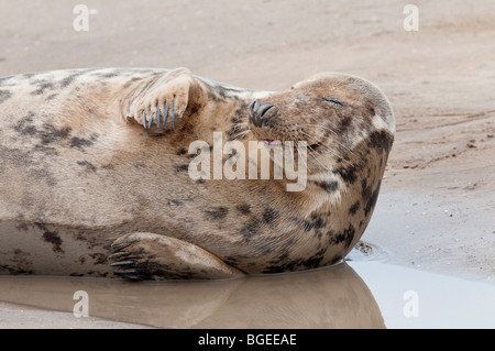 Eine schlafende Kegelrobben Kuh liegt an einem Sandstrand, Donna Nook, Lincolnshire England UK Stockfoto