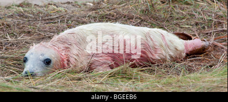 Eine Blut bedeckt, neu geboren Kegelrobben Welpe liegt auf dem Rasen, Donna Nook, Lincolnshire England UK Stockfoto