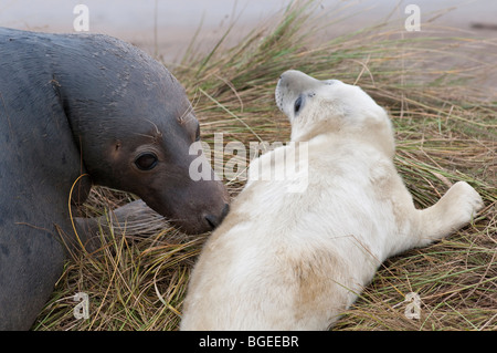 Eine Kuh Kegelrobben schnüffelt ihre jungen Welpen, Donna Nook, Lincolnshire England UK Stockfoto