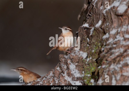 Carolina Zaunkönig Futtersuche auf schneebedeckten Baum Stockfoto