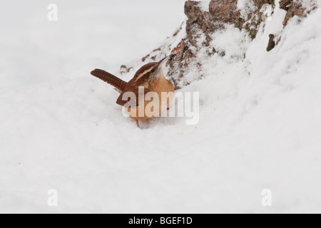 Carolina Zaunkönig Futtersuche auf Schnee bedeckten Boden Stockfoto