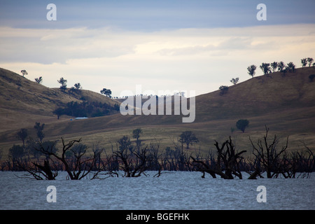 Tote Bäume in Lake Hume, am Murray River, Victoria, Australien Stockfoto