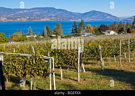 Reihen von Weinreben auf einem Weingut in Kelowna mit Okanagan Lake im Hintergrund, Okanagan, British Columbia, Kanada. Stockfoto