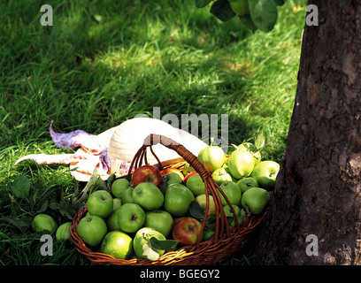 Äpfel im Korb von Apfelbaum Stockfoto