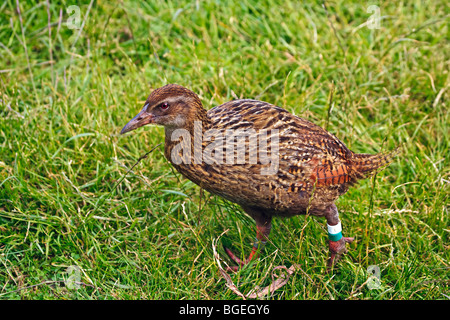 WEKA, Gallirallus Australis, endemisch in NZ Titirangi Bay Campground, Marlborough, Südinsel, Neuseeland. Stockfoto