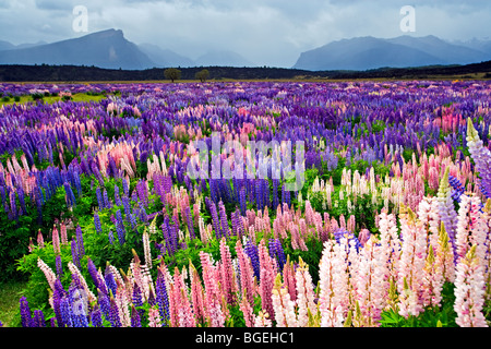 Bereich von Russell Lupinen Lupinus Polyphyllus, in der Eglinton River Valley im Fiordland National Park entlang der Milford Road, So Stockfoto