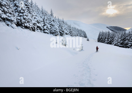 Schneeschuhwandern im Wald unter Capel fiel, Southern Uplands, Schottland Stockfoto