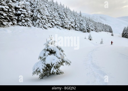 Schneeschuhwandern im Wald unter Capel fiel, Southern Uplands, Schottland Stockfoto