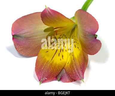 Alstroemeria (Peruanische Lilie) auf weißem Hintergrund Stockfoto