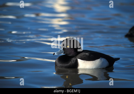Männliche Reiherenten Aythya fuligula Stockfoto