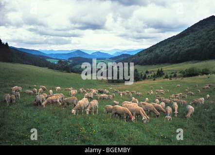 Schafe grasen auf einer Wiese in das Landschaftsschutzgebiet des Sulovske Skaly in der Westslowakei Stockfoto