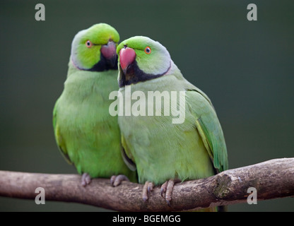 Zwei Ring Necked Sittiche (geflohen waren) kleben Stockfoto