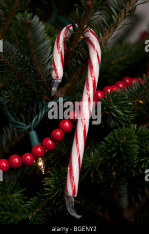 Candy Cane hängen in einem Weihnachtsbaum, Dezember 2009. Stockfoto