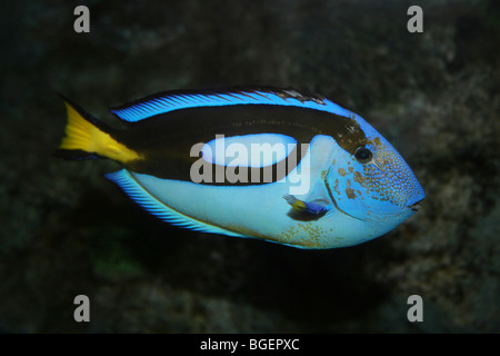 Regal (aka blau) Tang Paracanthurus hepatus Stockfoto