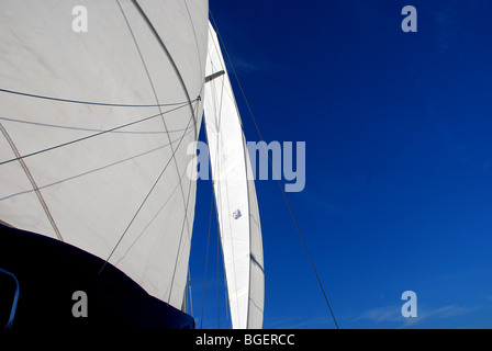 Segel, am Golf von Mexiko, USA, 2010 Stockfoto