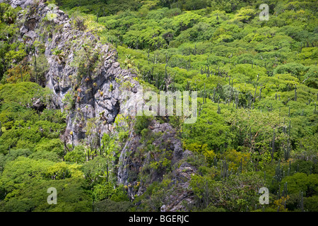 Die Beziehung zwischen Kakteen (Neobuxbaumia Tetetzo) und "Krankenschwester" Sträucher (Oaxaca - Mexiko). Cactus Émergeant d ' une Forêt de Mimosas. Stockfoto