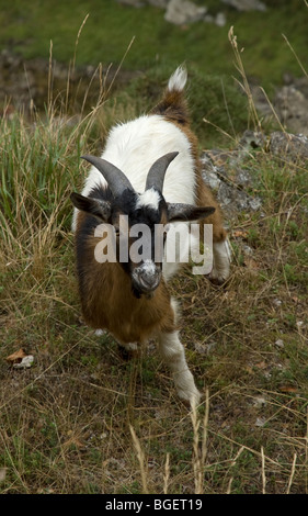 Eine Ziege Balanceakt am Rande einer Schlucht. Stockfoto