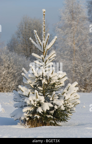 Winterlandschaft in Estland in der Nähe von Tartu baltischen Staaten EU Stockfoto