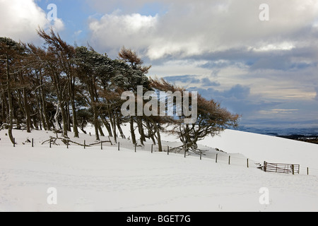 Wind fegte Bäume im Winter. Schottischen Borders. Stockfoto