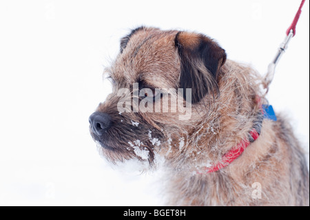 Porträt eines Border Terrier im Schnee mit der roten Leine am, Ontario, Kanada Stockfoto