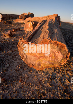 Ganze und gebrochene versteinerten Stämme im Petrified Forest National Park in Arizona, USA. Stockfoto