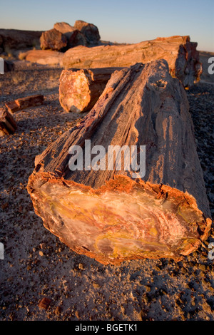 Ganze und gebrochene versteinerten Stämme im Petrified Forest National Park in Arizona, USA. Stockfoto