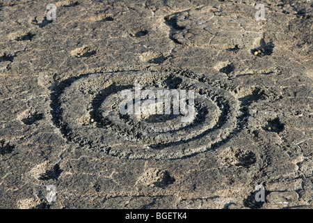 Petroglyph, Mauna Loa Petroglyph Trail Stockfoto