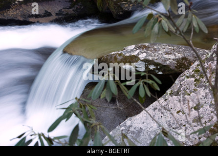 Wasserfall - Pisgah National Forest - nahe Brevard, North Carolina, USA Stockfoto