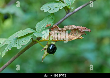 Tollkirsche: Atropa belladonna Stockfoto