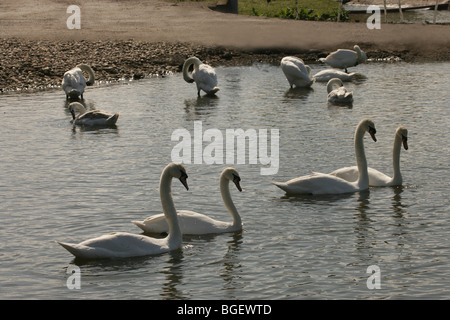 Höckerschwäne (Cygnus olor). Zwei Paare der geklebten Vögel, die ritualisierten Balz verhalten. Andere Schwäne baden im Hintergrund. Stockfoto