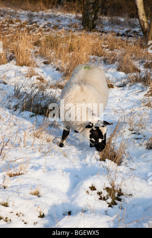 Beulah gesprenkelten Gesicht Schafbeweidung in einem Naturschutzgebiet im Winterschnee. Eine seltene Hardy züchten Welsh. England-UK-Großbritannien Stockfoto