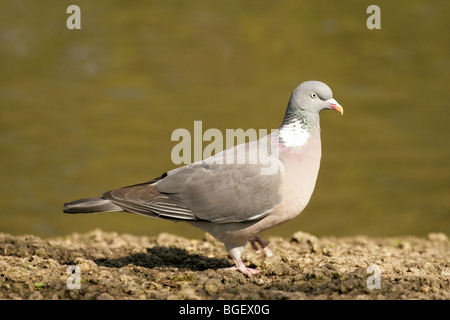 Ringeltaube (Columba Palumbus). Fuß. Stockfoto