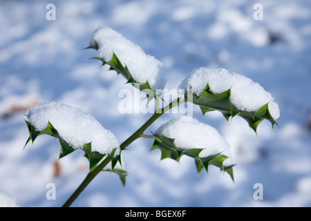 Nahaufnahme der Stechpalme (Ilex Aquifolium) Blättern bedeckt mit Schnee im Winter. England, UK, Großbritannien. Stockfoto