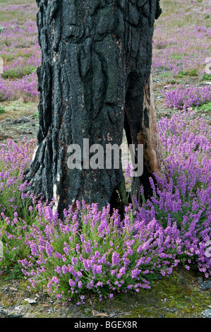 Neubildung von Heather auf verbrannte Heide. Mit Überresten des verbrannten Birke. Stockfoto