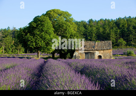 Cabanon Lavendel der Provence Valensole Région Alpes de haute Provence Stockfoto