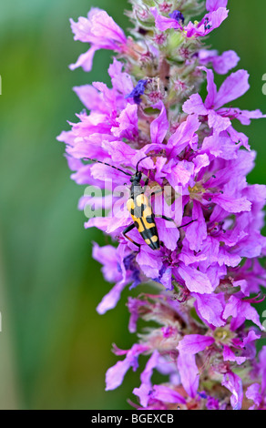 Longhorn Beetle: Strangalia Maculata, ernähren sich von Pollen Blutweiderich. Devon, England Stockfoto