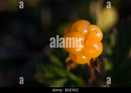 Reife Bakeapple (Moltebeere), Rubus Chamaemorus, auf dem Weg zum Cape St. Mary's Ecological Reserve, Cape St. Mary's, auch kn Stockfoto