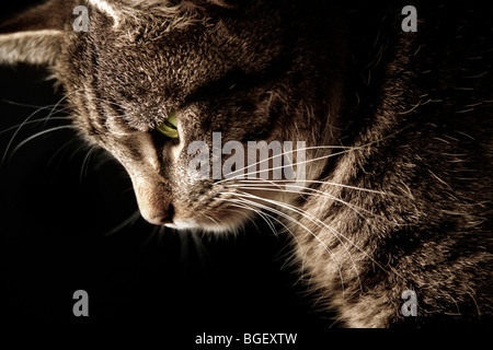 Porträt einer jungen Tabby Katze getaucht in warmes Licht von einem Feuer Stockfoto