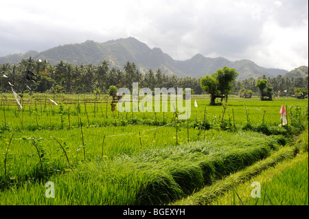 Reisfelder in Candidasa, Karangasem, Bali, Indonesien Stockfoto