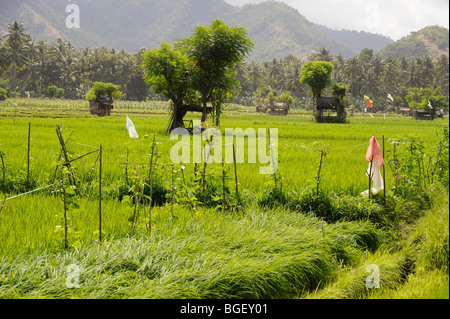 Reisfelder in Candidasa, Karangasem, Bali, Indonesien Stockfoto