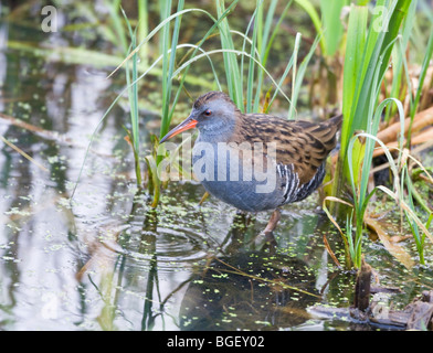 Wasser-Schiene auf Nahrungssuche Stockfoto