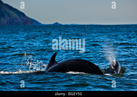 Lange-Grindwale, Globicephala Melas, während eine Whale-watching Ausflug von Pleasant Bay im Golf von St Lawrenc gesehen Stockfoto