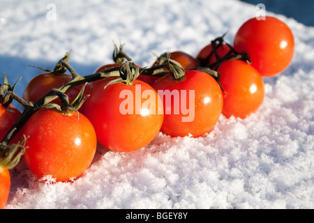 Cherry-Tomaten auf der Rebe ruht auf Neuschnee Stockfoto