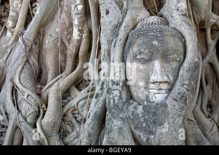 Buddha Kopf-Statue in den Wurzeln von einem Banyanbaum gefangen. Wat Mahathat. Ayuthaya. Thailand Stockfoto