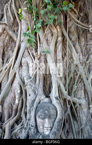 Buddha Kopf-Statue in den Wurzeln von einem Banyanbaum gefangen. Wat Mahathat. Ayuthaya. Thailand Stockfoto