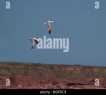 Silbermöwe, Larus Argentatus, überfliegen Montrose Bay Schottland Stockfoto