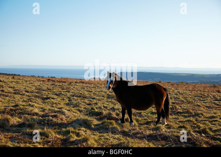 Pony auf Cefn Bryn, Gower, Süd-Wales, UK Stockfoto