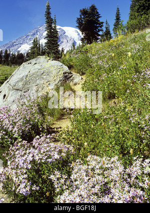 Paradies-Bundesstaat Washington USA Nordamerika. Alpine Astern (Aster Alpigenus) in Wildblumenwiese in Mount Rainier Nationalpark Stockfoto