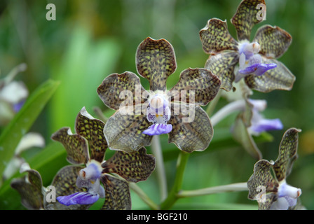 Vanda Mimi Palmer Orchidee, (Vanda Tan Chay Yan x Vanda Tessellata) National Orchid Garden, botanische Gärten, Singapur Stockfoto