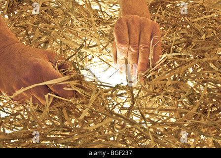 Mann auf der Suche nach der Nadel im Heuhaufen Stockfoto